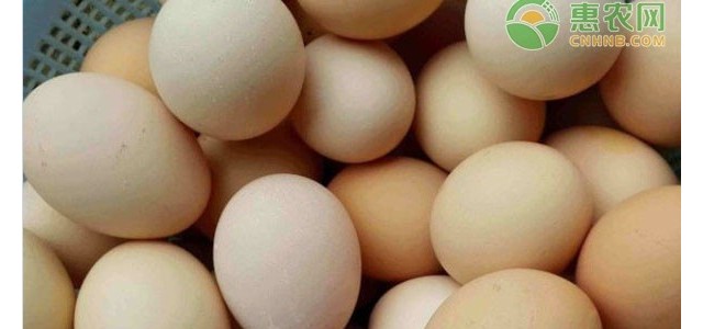 鸡蛋最新行情走势预测（附4月13日蛋价）