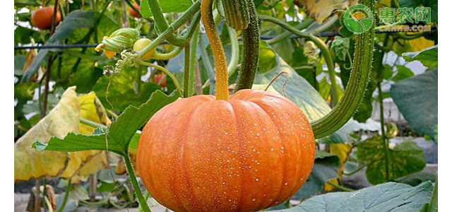 贝贝南瓜价格多少钱一斤？为啥贝贝南瓜价格下跌了？