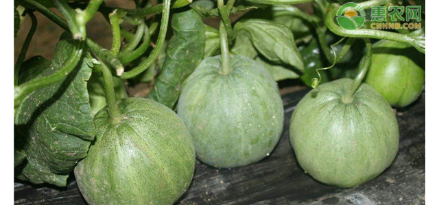 现在甜瓜价格多少钱一斤？甜瓜价格为何下跌了？