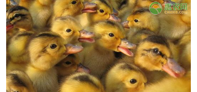 现在鸭苗价格多少钱一只？鸭苗价格为何上涨？