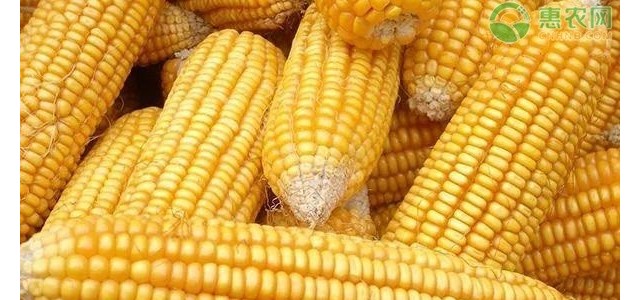 2021清明节过后玉米价格会涨吗？