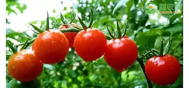 现在西红柿价格多少钱一斤？西红柿价格为何下降？