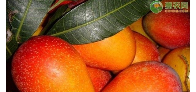 芒果降价了是怎么回事？芒果最新价格行情是怎样？