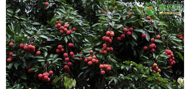 现在荔枝价格多少钱一斤？荔枝为何下跌了？