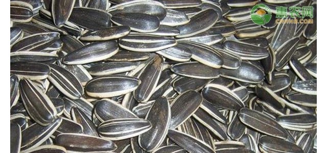 2021年4月份全国葵花籽价格最新行情