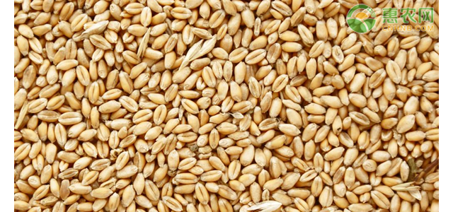 4月小麦价格行情如何？(附4月1日小麦最新批发价格)
