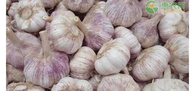 2021年4月大蒜价格最新行情分析（附4月1日大蒜价格）