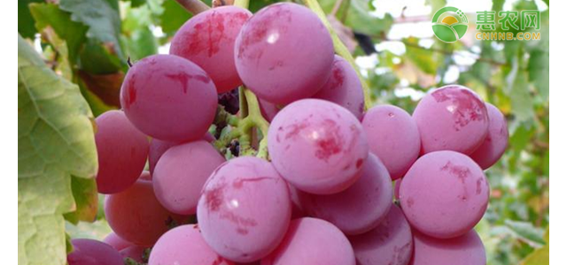 2021年4月红提价格多少钱一斤？红提价格为何比葡萄贵？