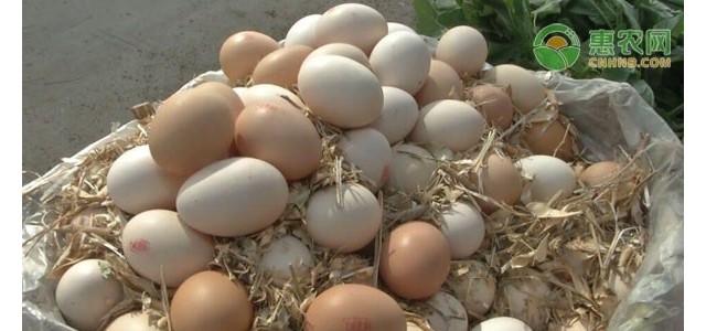 2021清明节过后鸡蛋价格是涨是跌？