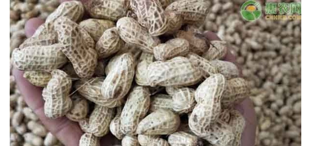 2021辽宁花生价格最新行情（附4月2日花生价格）