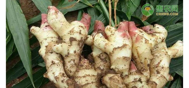 2021年4月生姜价格行情走势预测（附今日生姜最新价格）