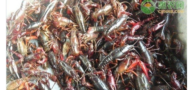 现在小龙虾价格多少钱一斤？最新行情走势是怎样？