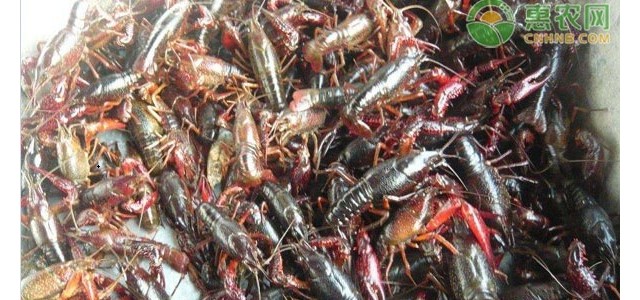 小龙虾批发价格每天价格表（附最新小龙虾价格）