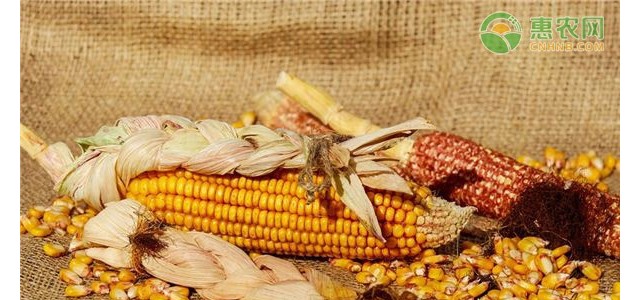 2021清明节前后玉米价格最新行情预测