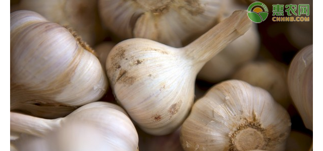现在大蒜价格多少钱一斤？大蒜价格为何下跌？