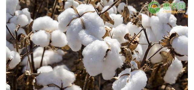 2021棉花价格最新行情如何？棉花价格为何上涨了？