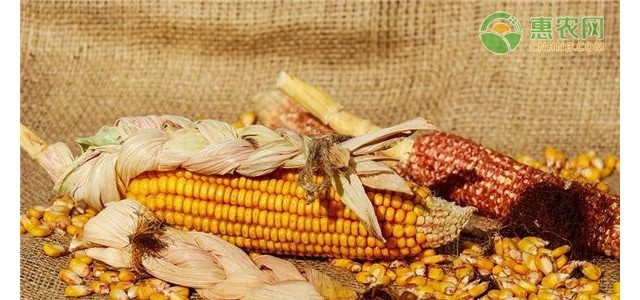 2021河南玉米价格最新行情多少钱一斤？