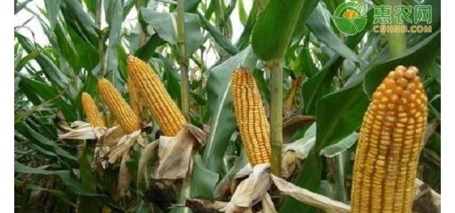 2021东北玉米价格最新行情