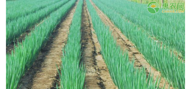 韩国大葱鸡蛋价格暴涨，大葱价格为何上涨？