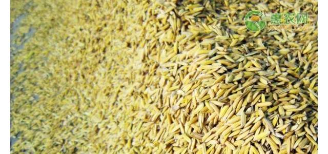 今日谷子最新价格表（附行情走势分析）