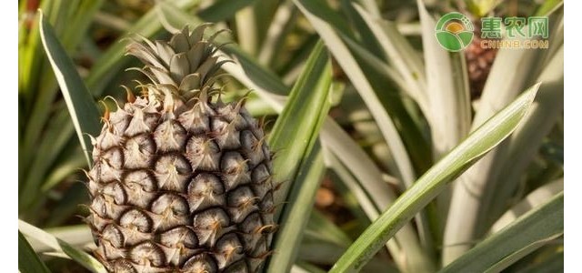广东徐闻菠萝鲜果田头价创新高！什么原因导致的价格上涨？