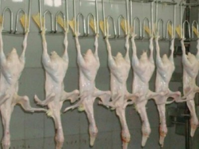 科源KYJX 屠宰流水线   全自动屠宰机械生产线 屠宰场屠宰机械  屠宰机械设备 家禽屠宰机械