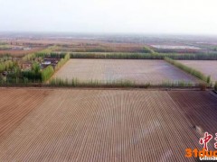 航拍“中国长绒棉之乡” 新疆阿瓦提131万亩棉花开播