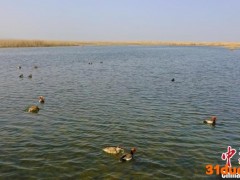 新疆博斯腾湖迎来上万只北归候鸟