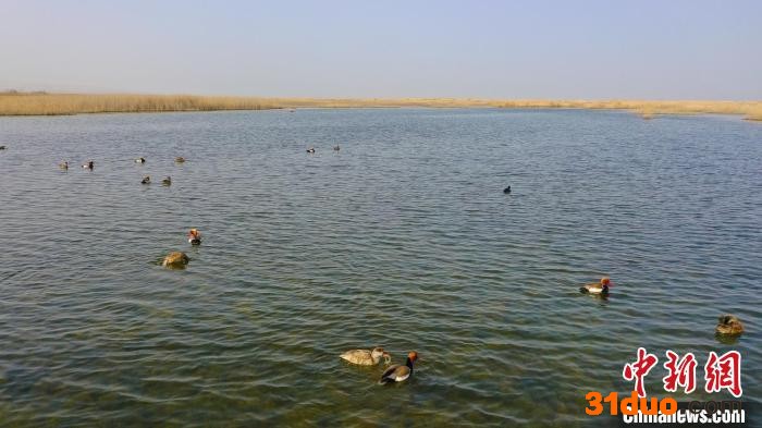 湖水、芦苇、沙海、候鸟互为辉映，浑然一体，演绎出一幅灵动的生态画卷。 艾尼 摄