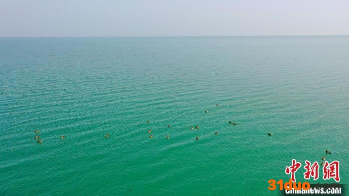 随着天气转暖，中国最大的内陆淡水湖——新疆博斯腾湖迎来上万只北归候鸟。 艾尼 摄