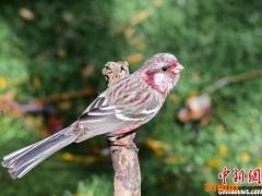 山西潞城：朱雀衔春意 春暖浊漳河