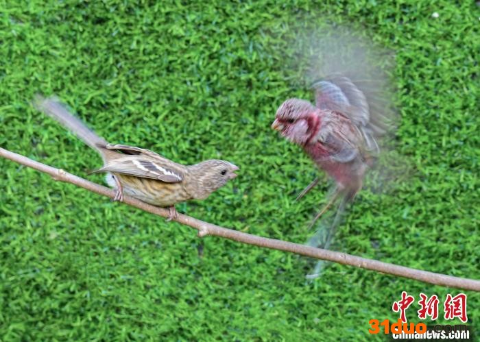 鸟儿飞上枝头，自由飞舞，一派春意盎然、绿意浓浓的景色。 牛晓燕 摄