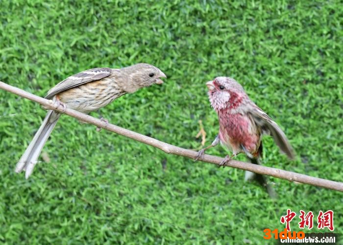 辛安泉水源地保护区，朱雀衔春意，春暖浊漳河。 牛晓燕 摄