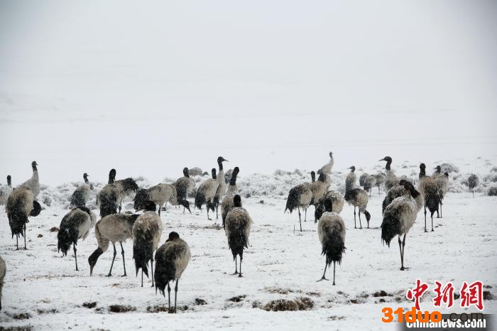 图为4月5日，雪中的黑颈鹤。 吴太平 摄
