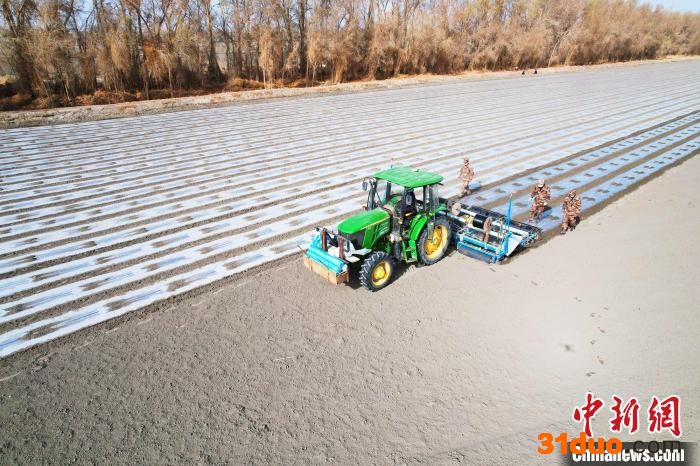 棉花播种机正在地里缓缓前行。铺设地膜、滴灌带、精量播种等环节在北斗卫星导航的精准定位下完成。 张虎 摄