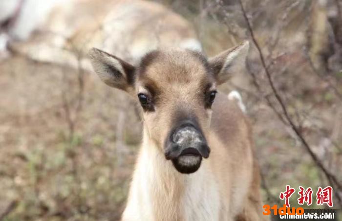 图为驯鹿“混血宝宝”。 内蒙古森工集团供图