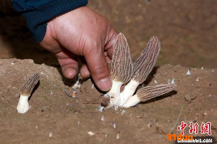 图为大棚中的羊肚菌。 石延寿 摄