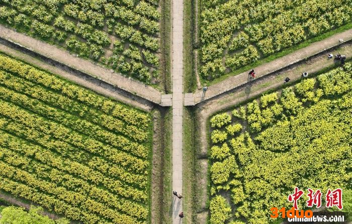 图为：游客在油菜花田内赏花游览。(无人机照片) 王刚 摄