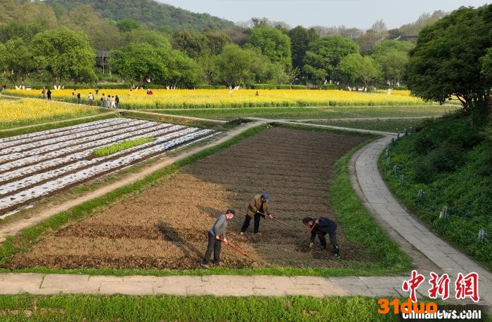 图为：耕种者在八卦田遗址公园内翻新土。(无人机照片) 王刚 摄
