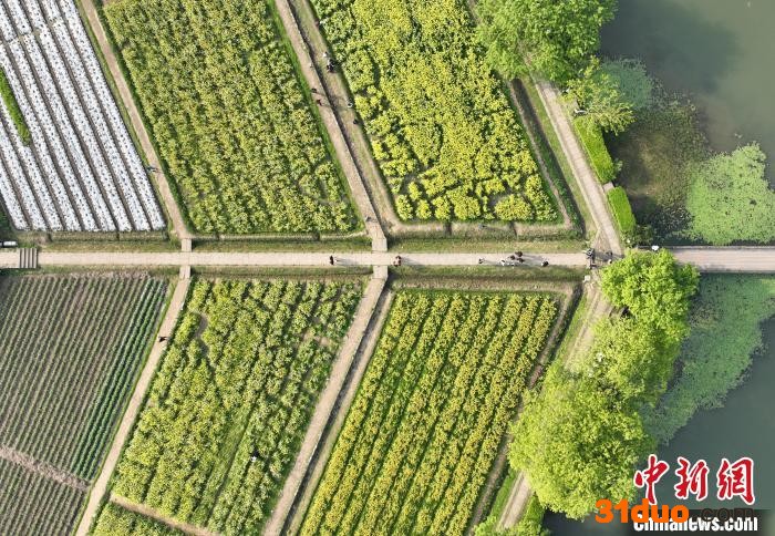 图为：游人在八卦田遗址公园游览。(无人机照片) 王刚 摄