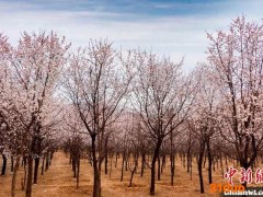 气温偏高致青海今年四地春花提前绽放