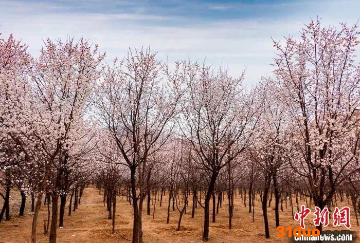 图为贵德县杏花林。 赵海梅 摄