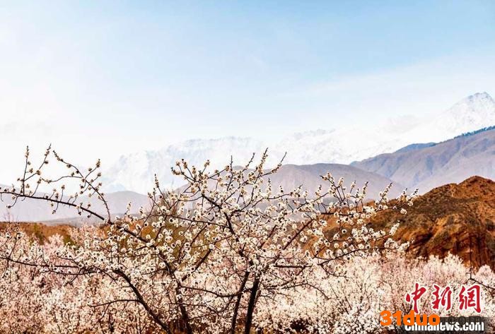 图为贵德县杏花提前绽放。 赵海梅 摄