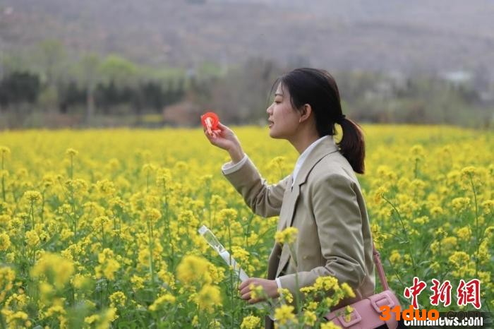 清明节假期，甘肃天水市武山县鸳鸯镇油菜花盛开，引来周边居民打卡。 关招宏 摄