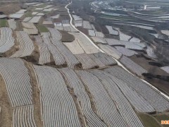 全国推广500万亩降解地膜，可养活多少个PBAT厂家？