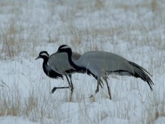 蓑羽鹤现身若尔盖草原