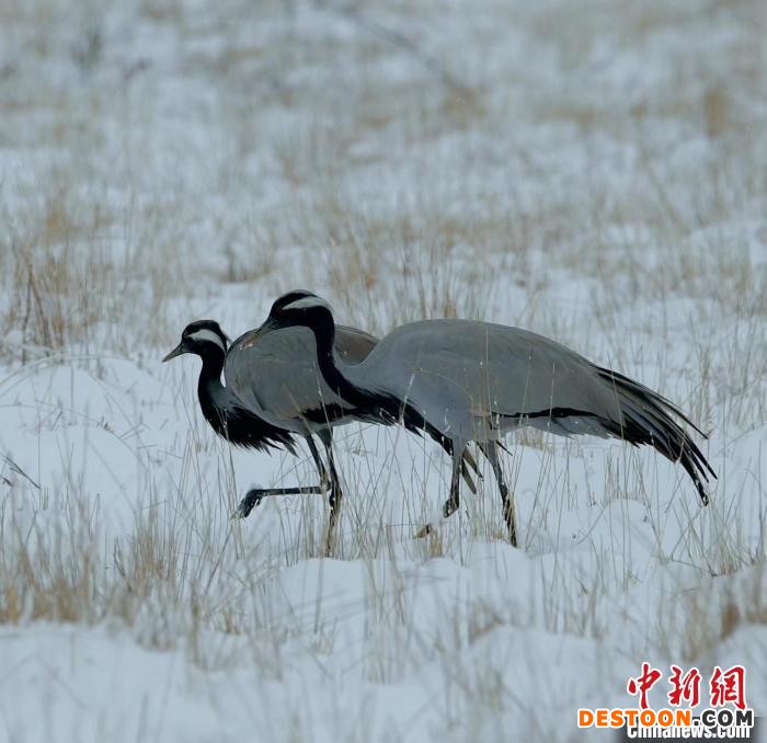 在若尔盖湿地的蓑羽鹤。 尚东机 摄