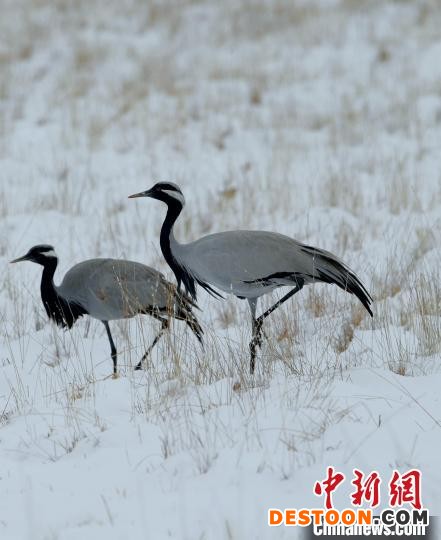 在若尔盖湿地的蓑羽鹤。 尚东机 摄