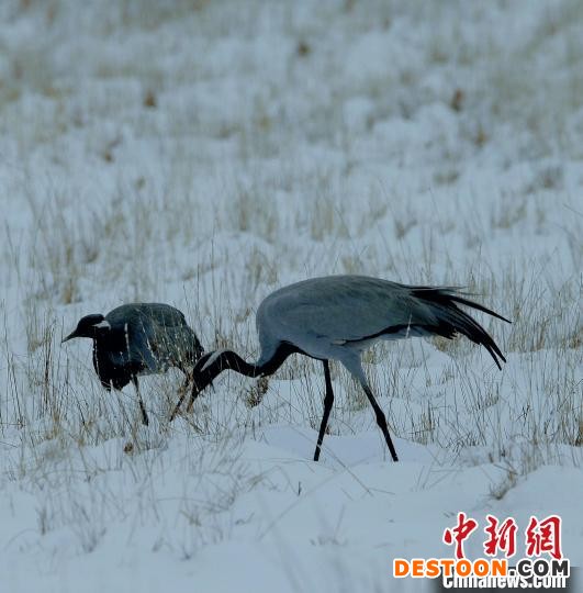 在若尔盖湿地的蓑羽鹤。 任何清 摄
