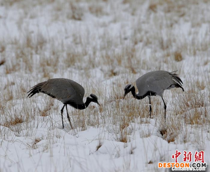 在若尔盖湿地的蓑羽鹤。 任何清 摄